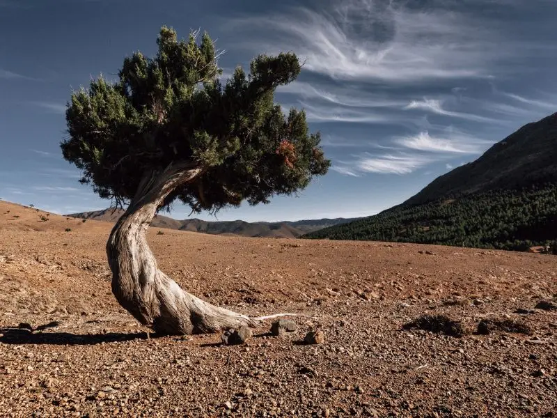 a stand alone tree at a desert