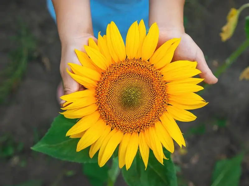 sunflower